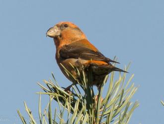 Parrot Crossbill (seen on the Common in 2013)